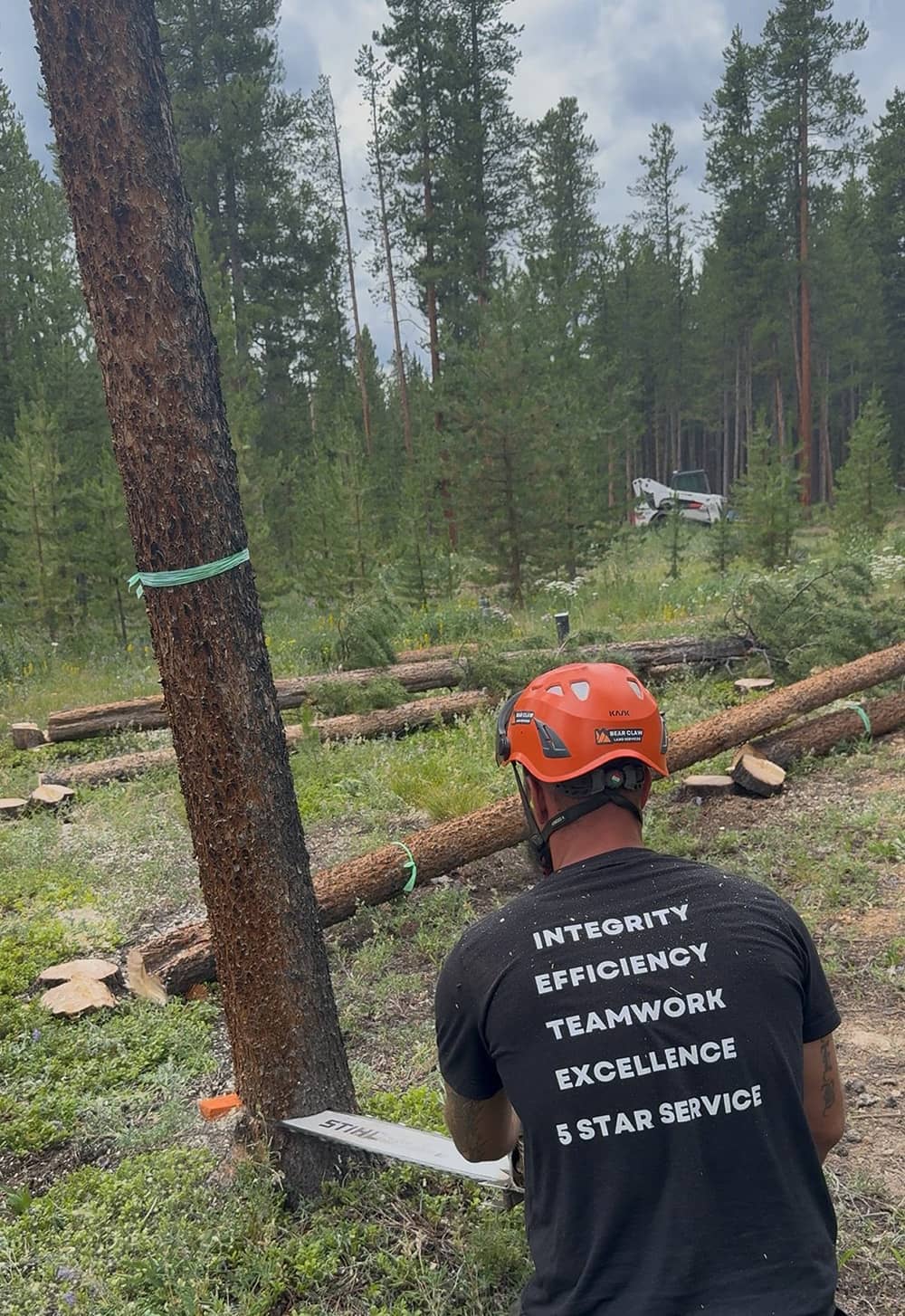 Tree Removal​​ in Colorado
