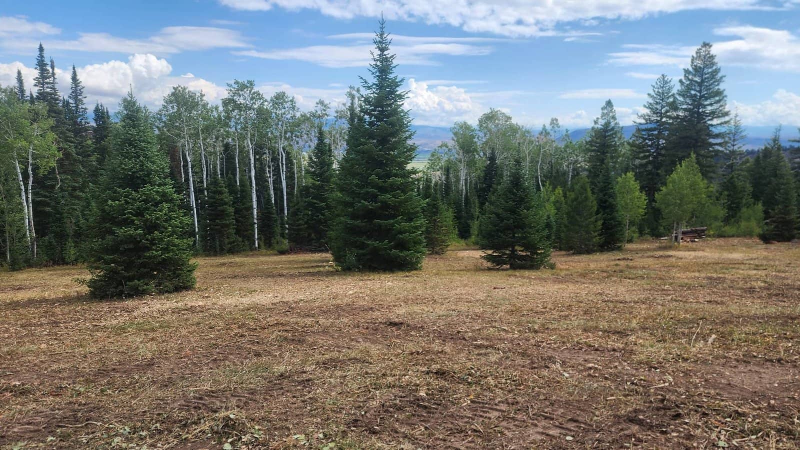 Wildfire Mitigation​ in Colorado