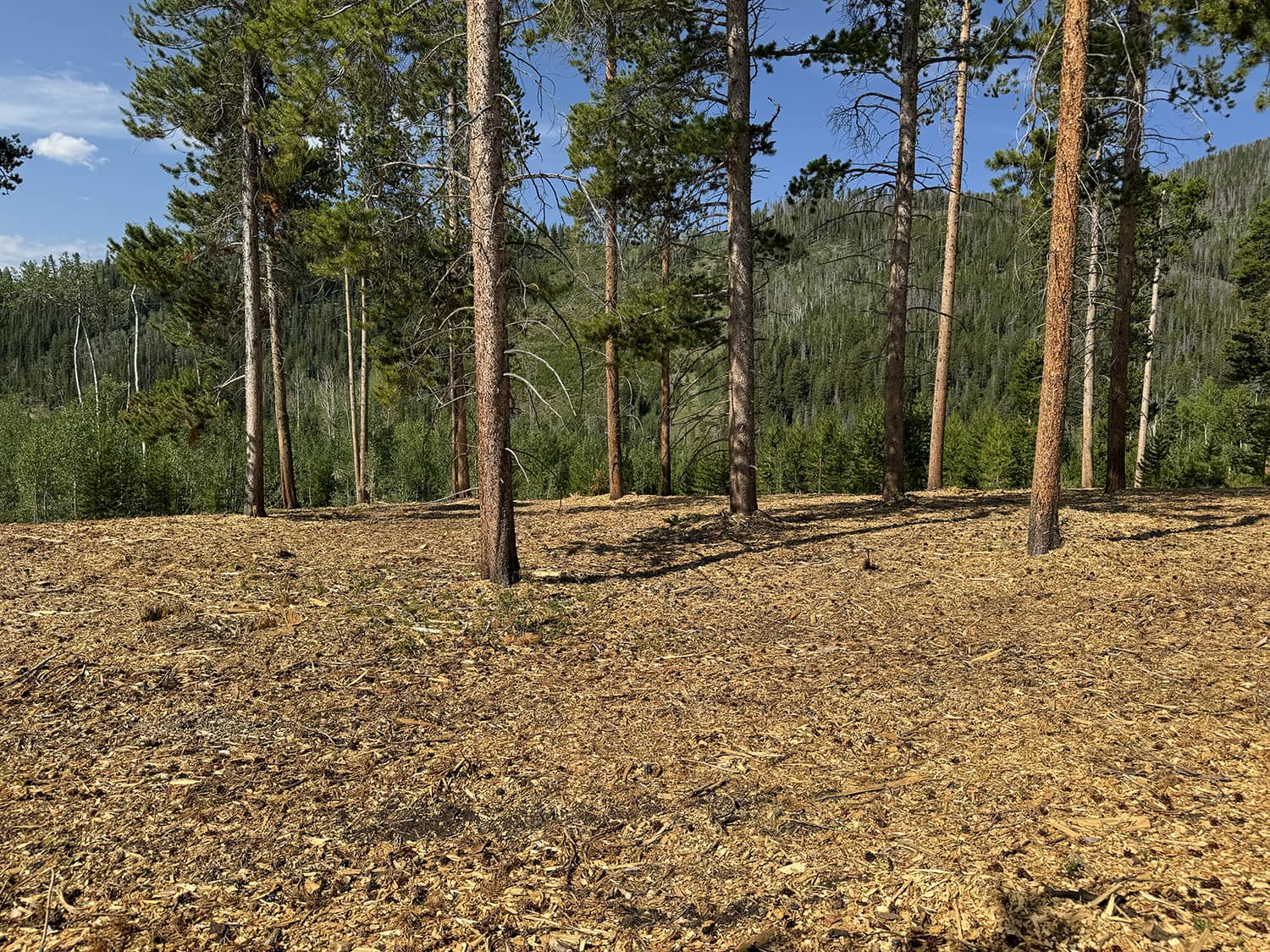 Forest Management in Colorado