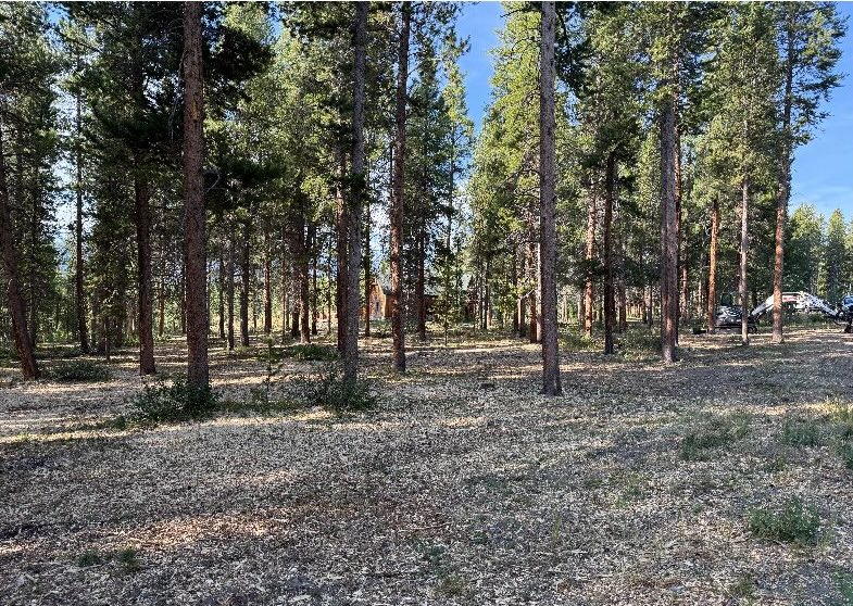 Forest Management Near Me