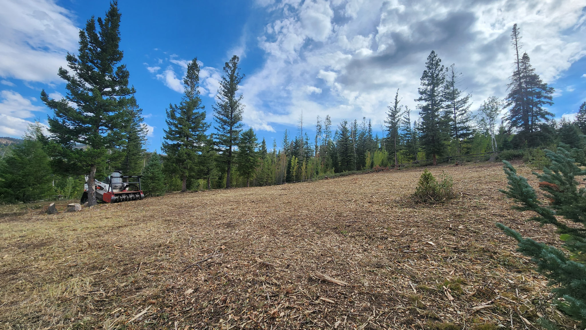 Professional forestry mulching near me in Avon, CO reducing wildfire fuel buildup