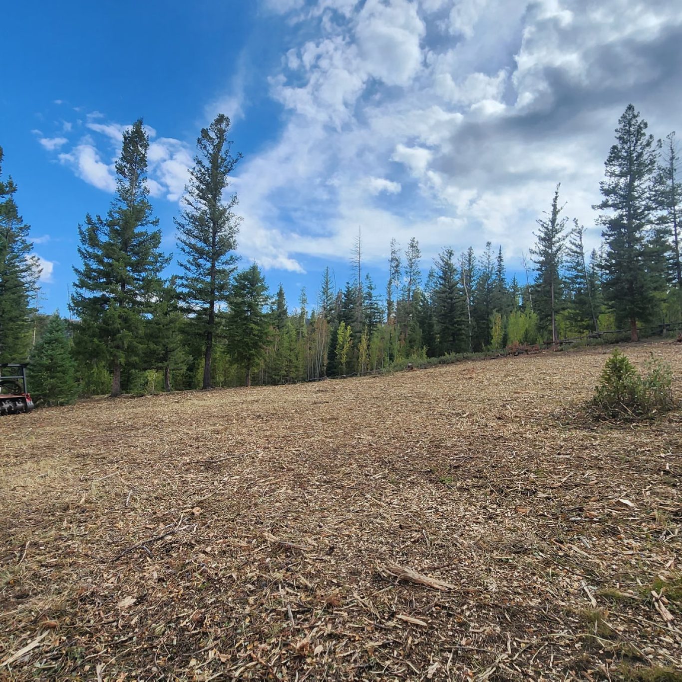Forestry mulching in Breckenridge, CO clearing dense mountain vegetation
