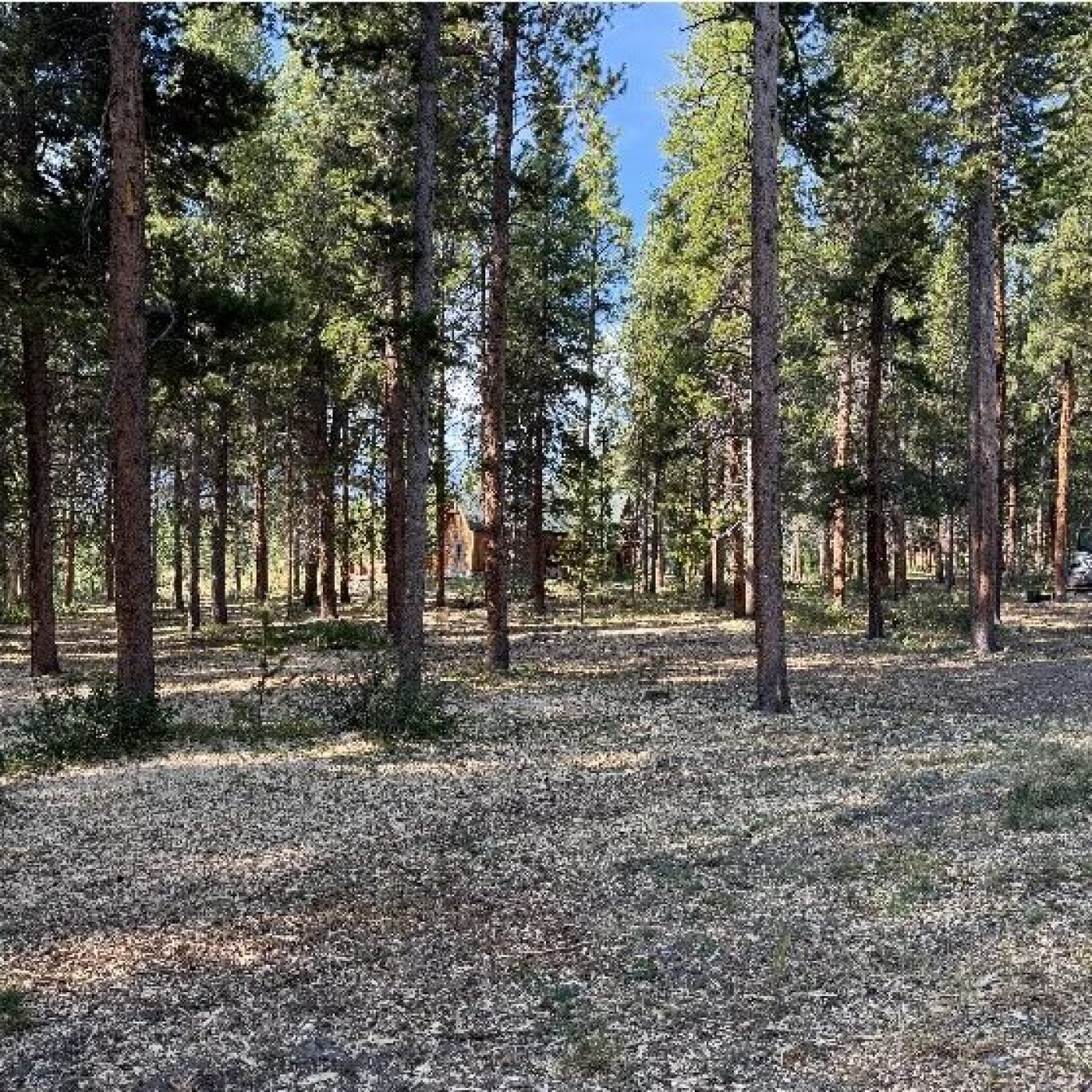 Forestry mulching in Eagle, CO clearing dense brush and vegetation