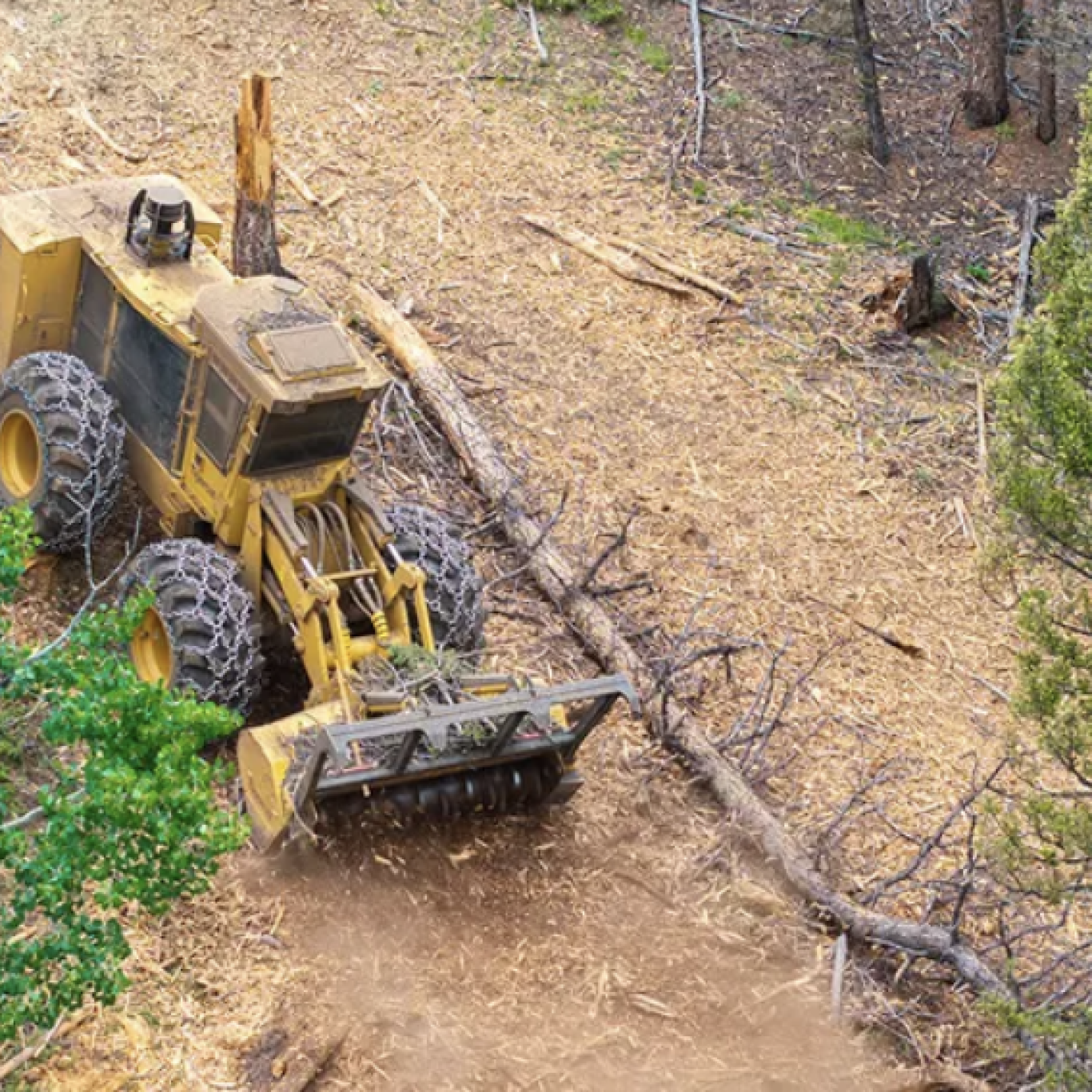 Mastication​​ Near Me