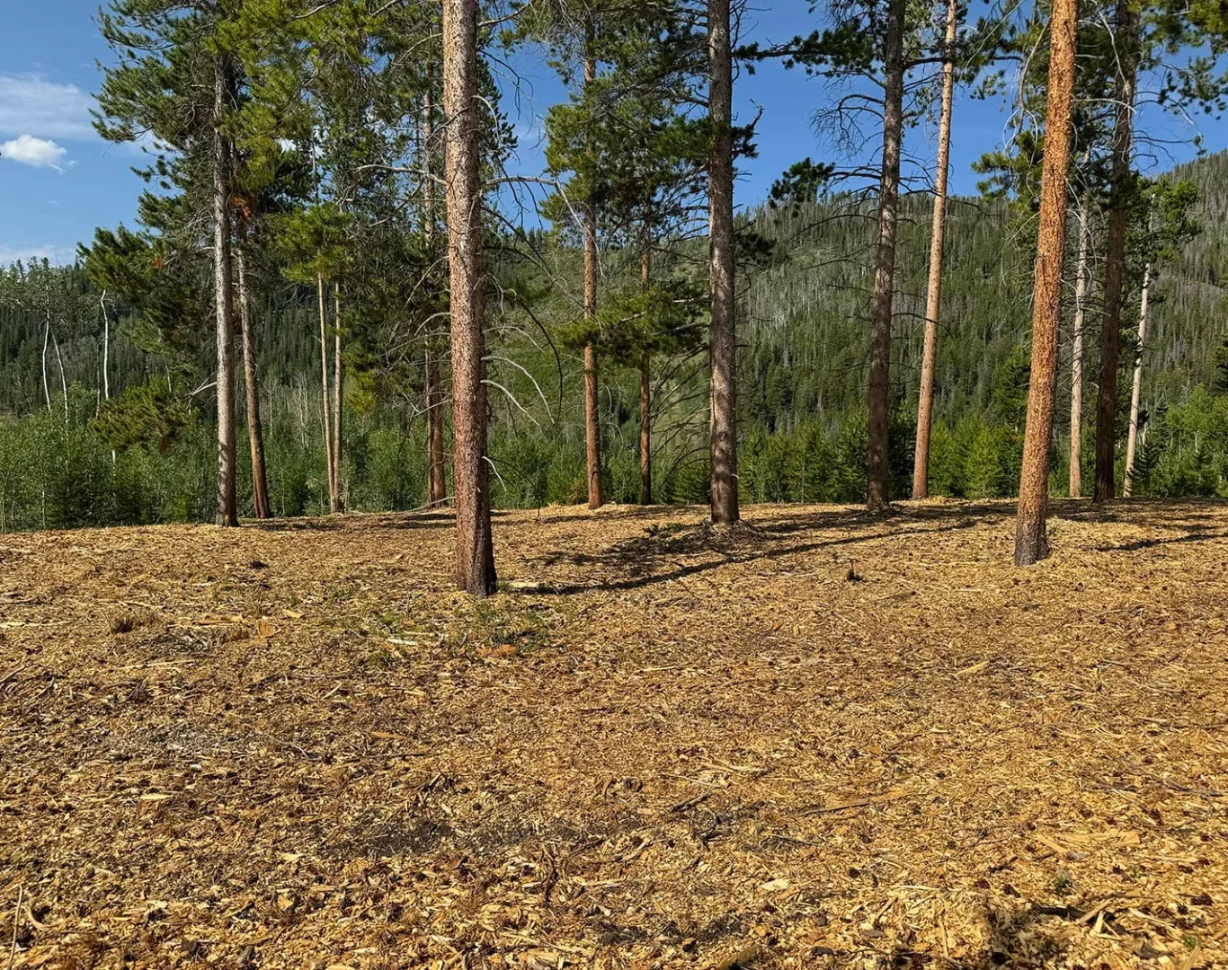 Wildfire Mitigation​ Near Me