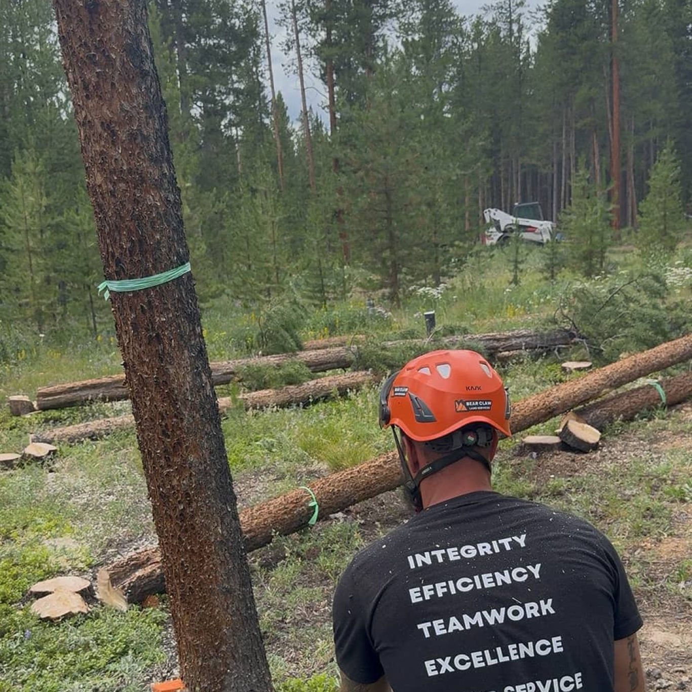 Tree Removal​​ in Colorado
