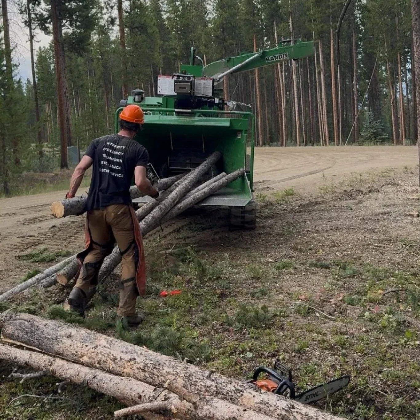 Tree Removal​​ Near Me