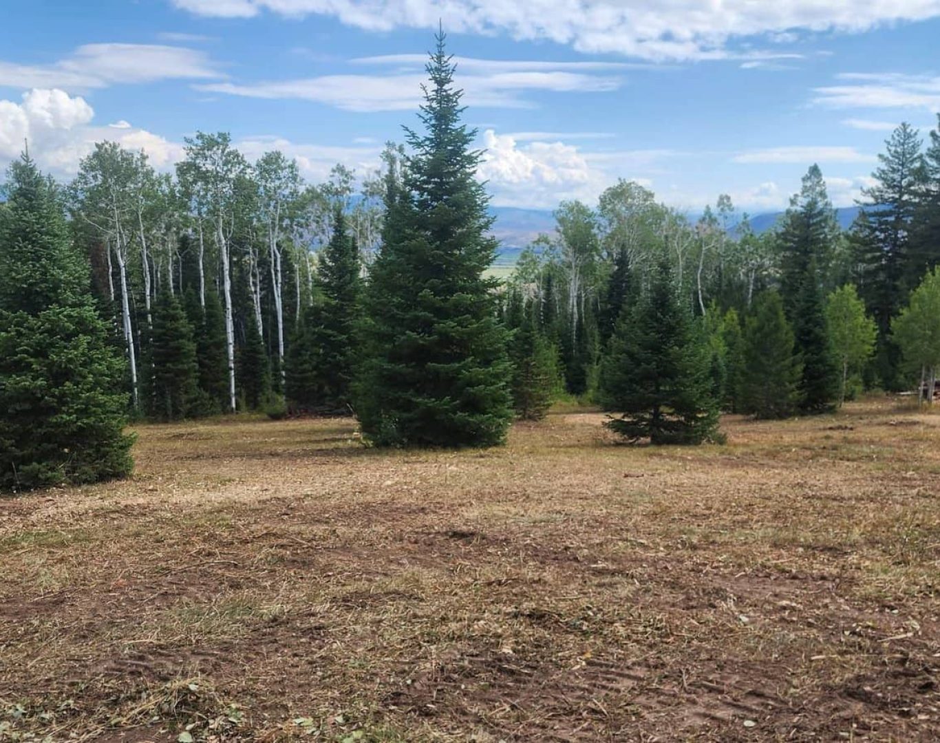 Wildfire Mitigation​ in Colorado